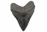 Serrated, Fossil Megalodon Tooth - South Carolina #306304-1